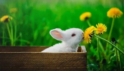 NBA北控末节突然断电,上半场0射正像按了暂停键,官方回放剪掉一段